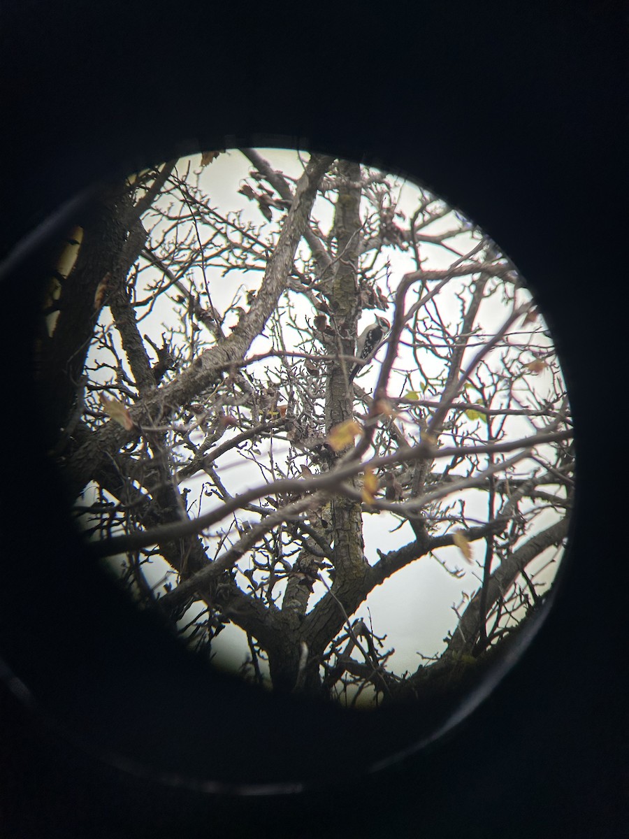 Downy Woodpecker - ML644535699