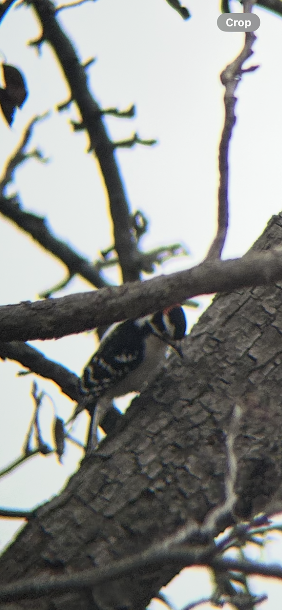 Downy Woodpecker - ML644535701