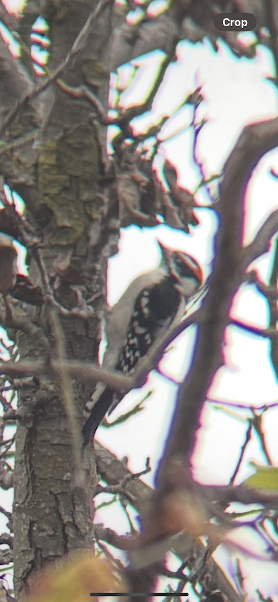 Downy Woodpecker - ML644535703