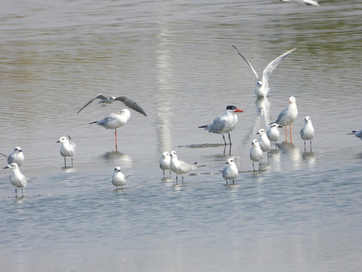 sandterne - ML644535710