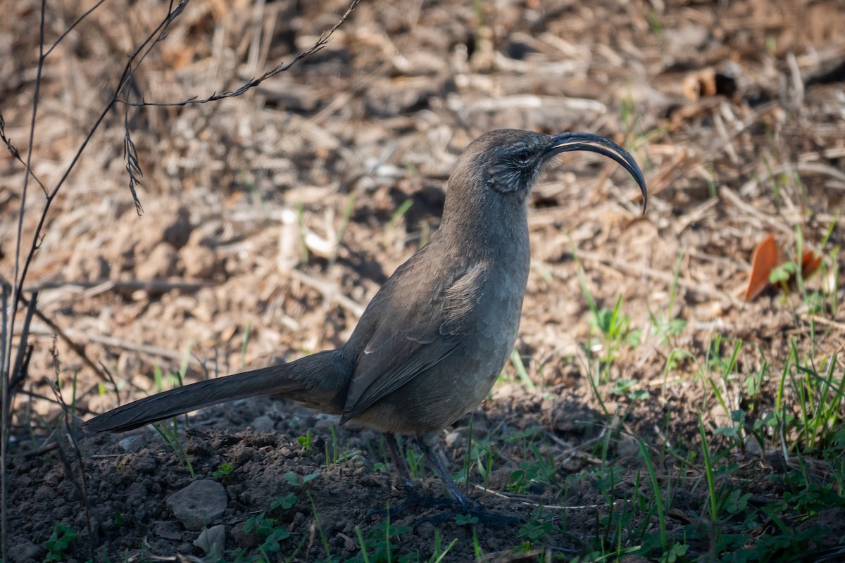 Moqueur de Californie - ML644535723