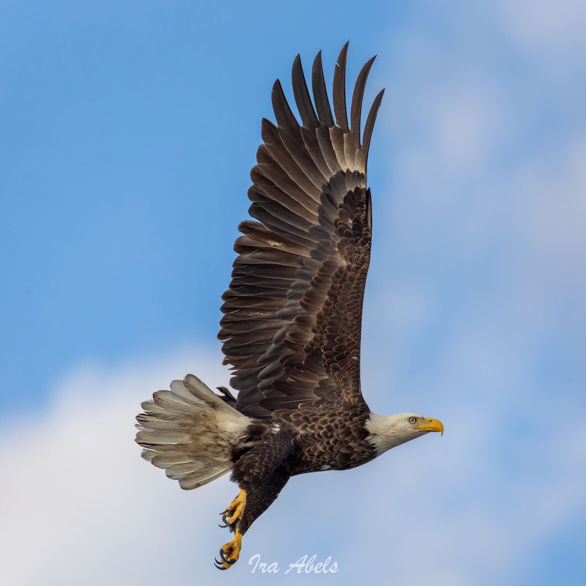 Bald Eagle - ML644535725
