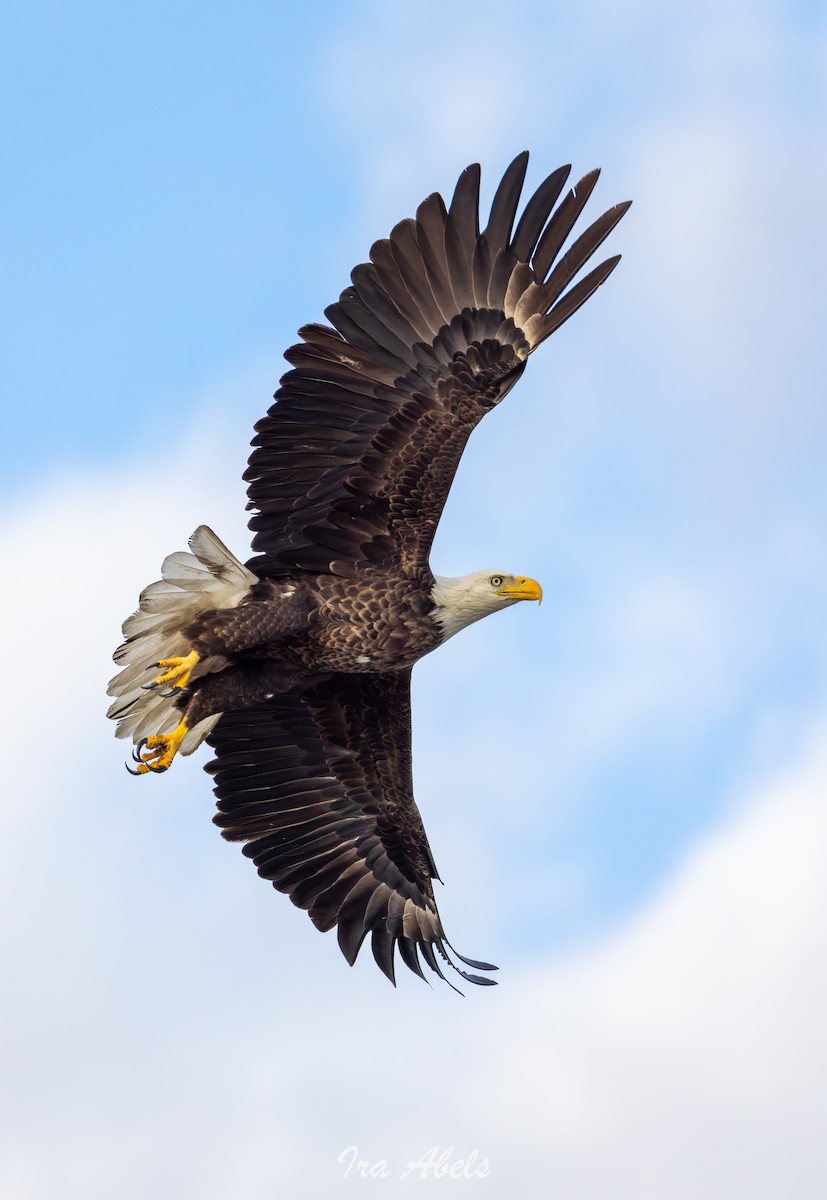 Bald Eagle - ML644535726