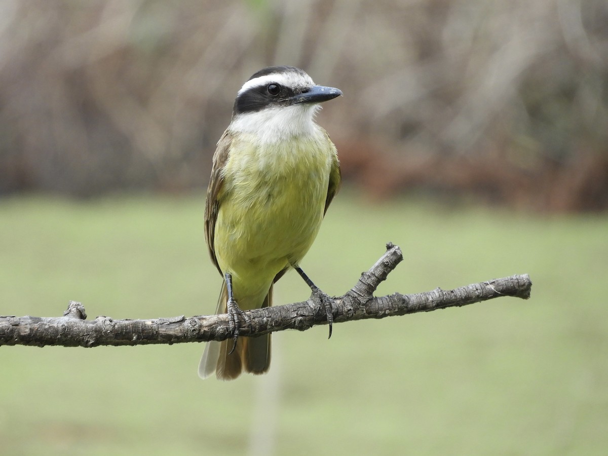 Bienteveo Común - ML644535728