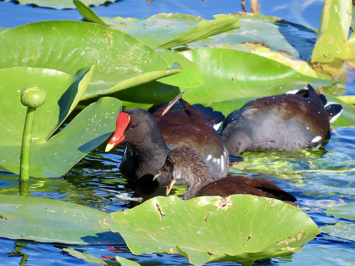 amerikasivhøne (galeata gr.) - ML644535729