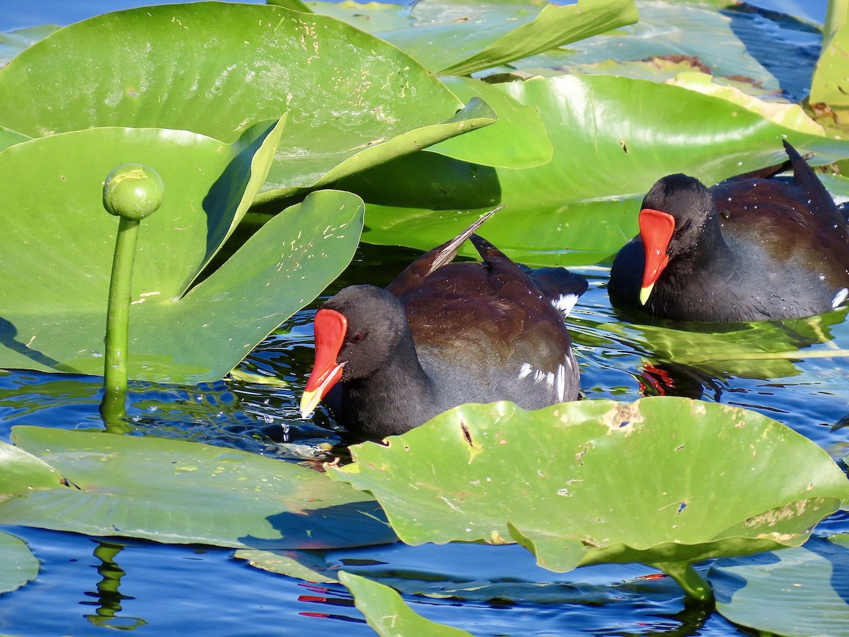 amerikasivhøne (galeata gr.) - ML644535730