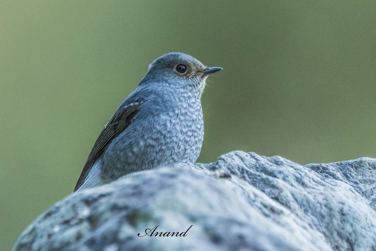 Kurşuni Kızılkuyruk - ML644535731