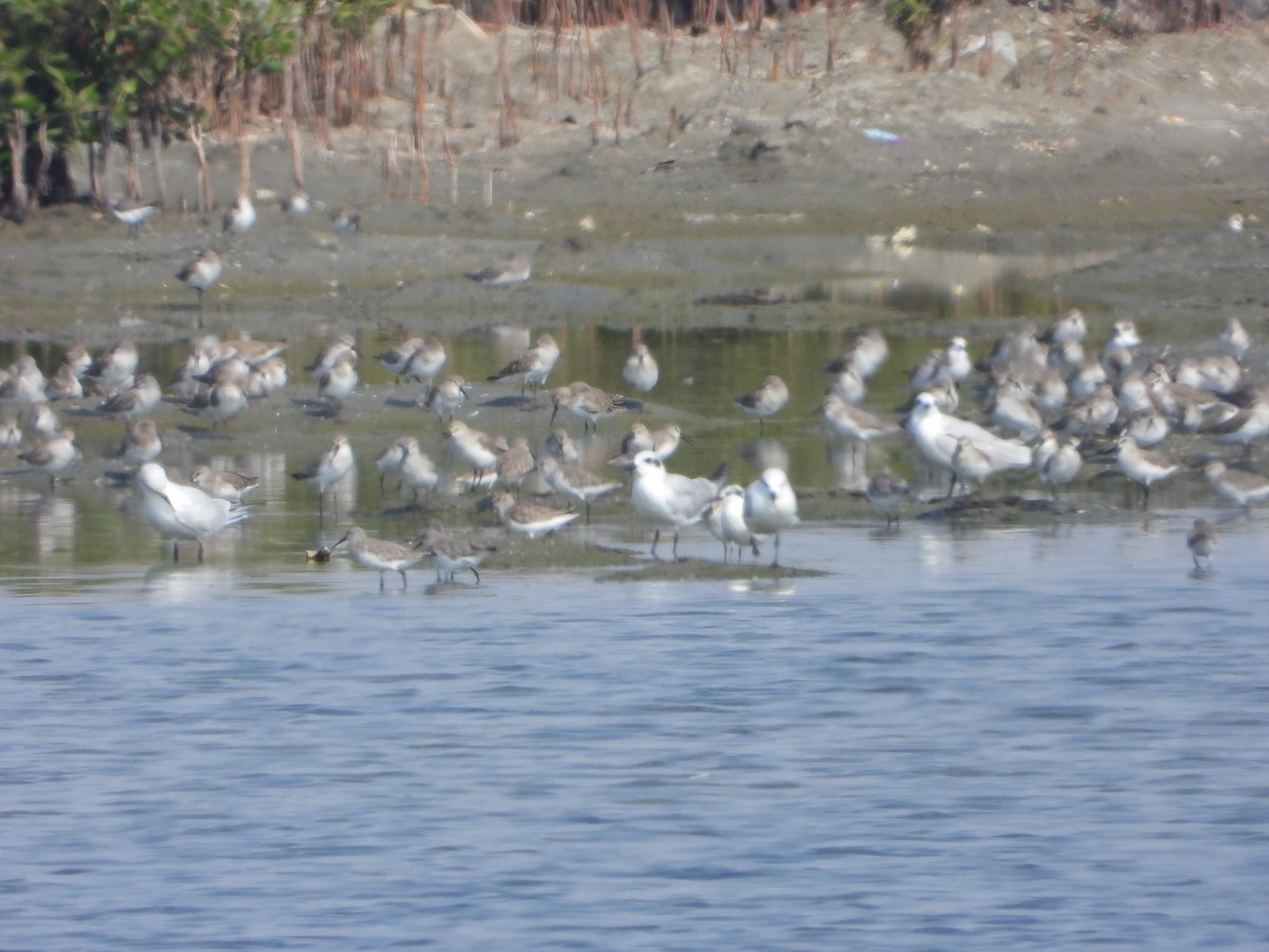 tundrasnipe - ML644535732