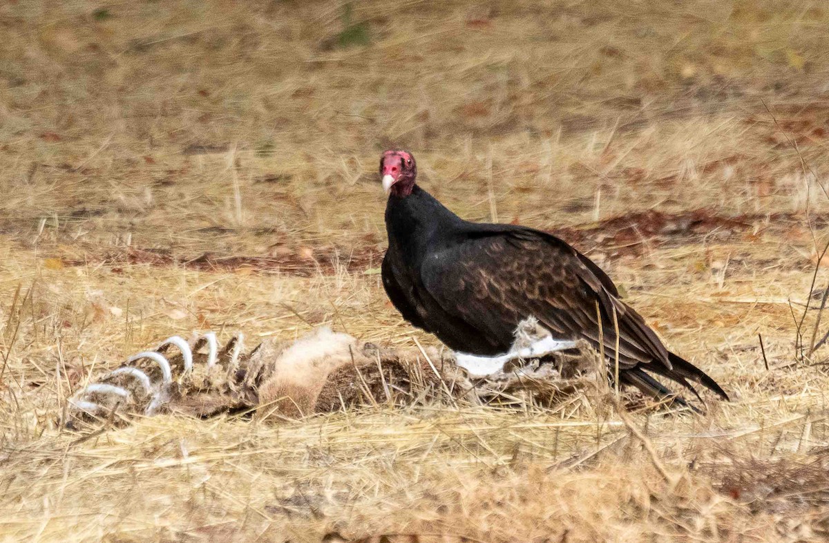 kalkunkondor - ML644535733