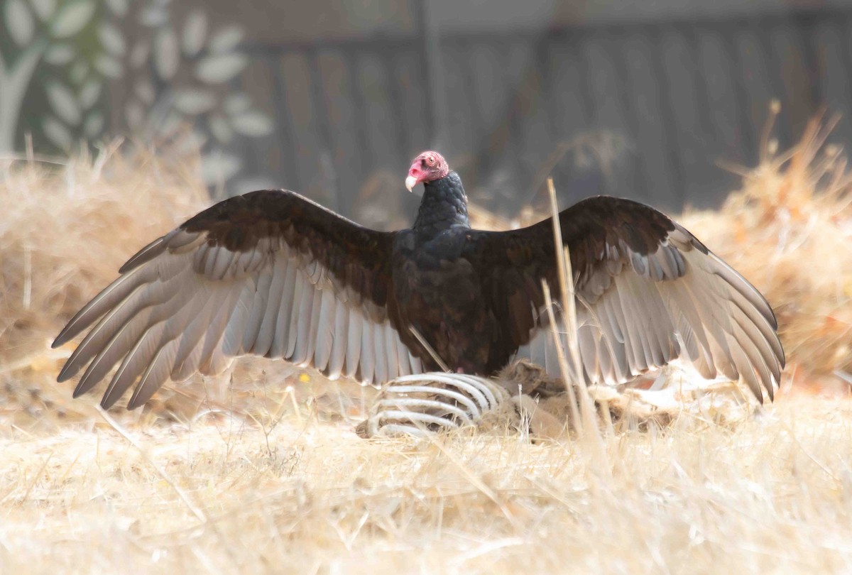 kalkunkondor - ML644535734