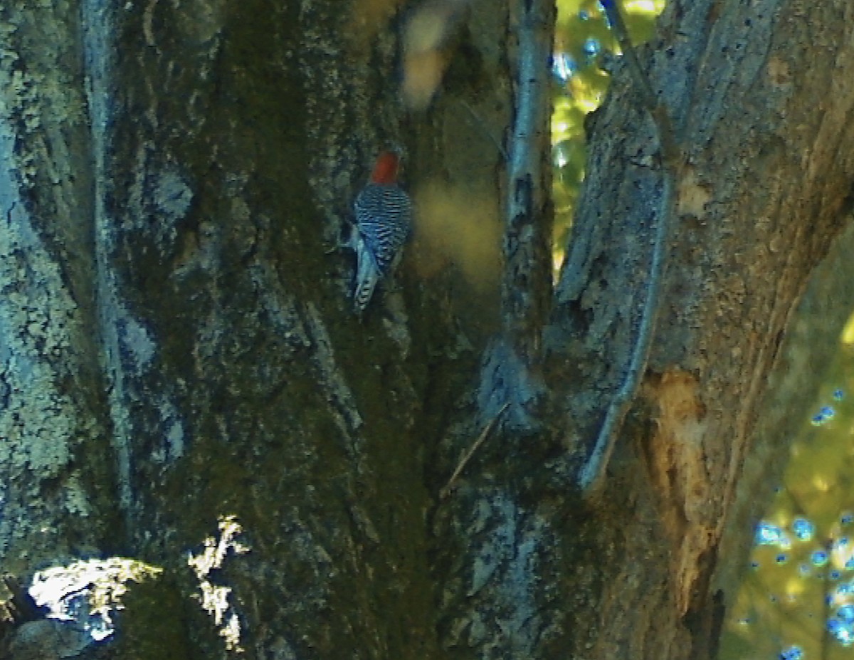 Red-bellied Woodpecker - ML644535739