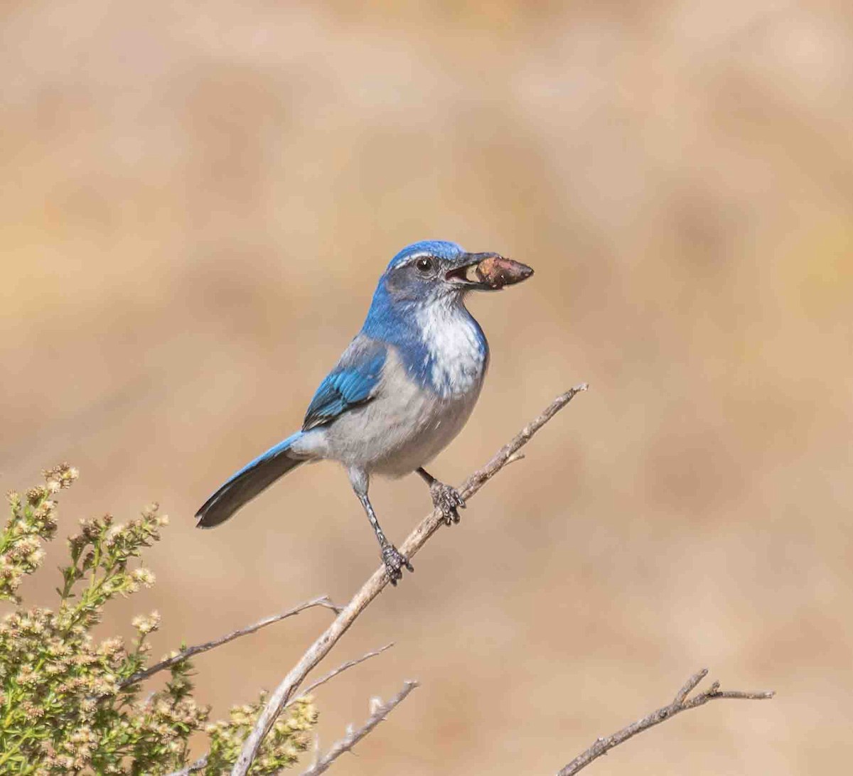 California Scrub-Jay - ML644535746