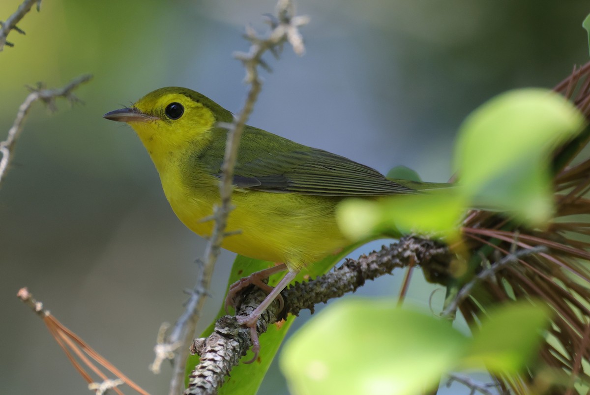 クロズキンアメリカムシクイ - ML644535748