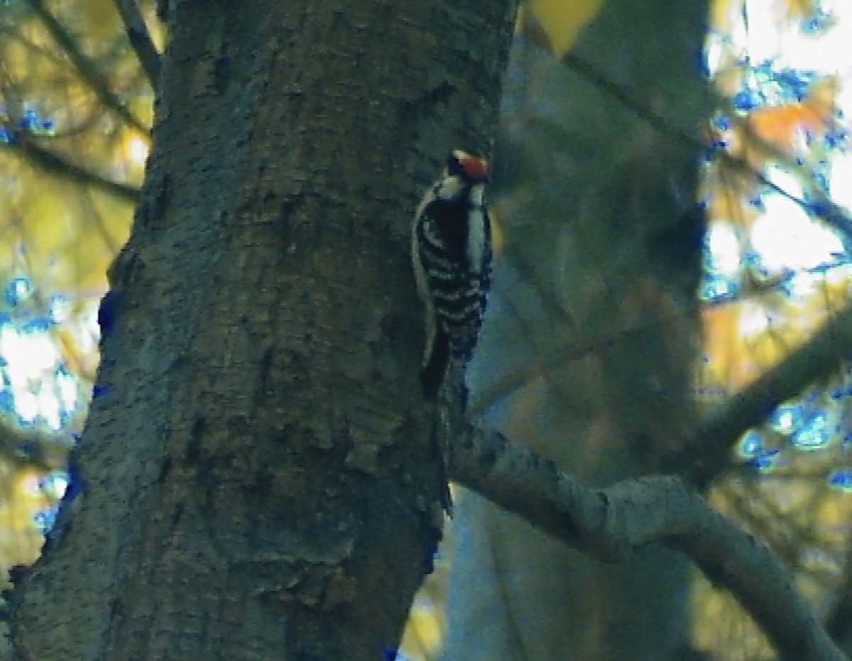 Downy Woodpecker - ML644535755