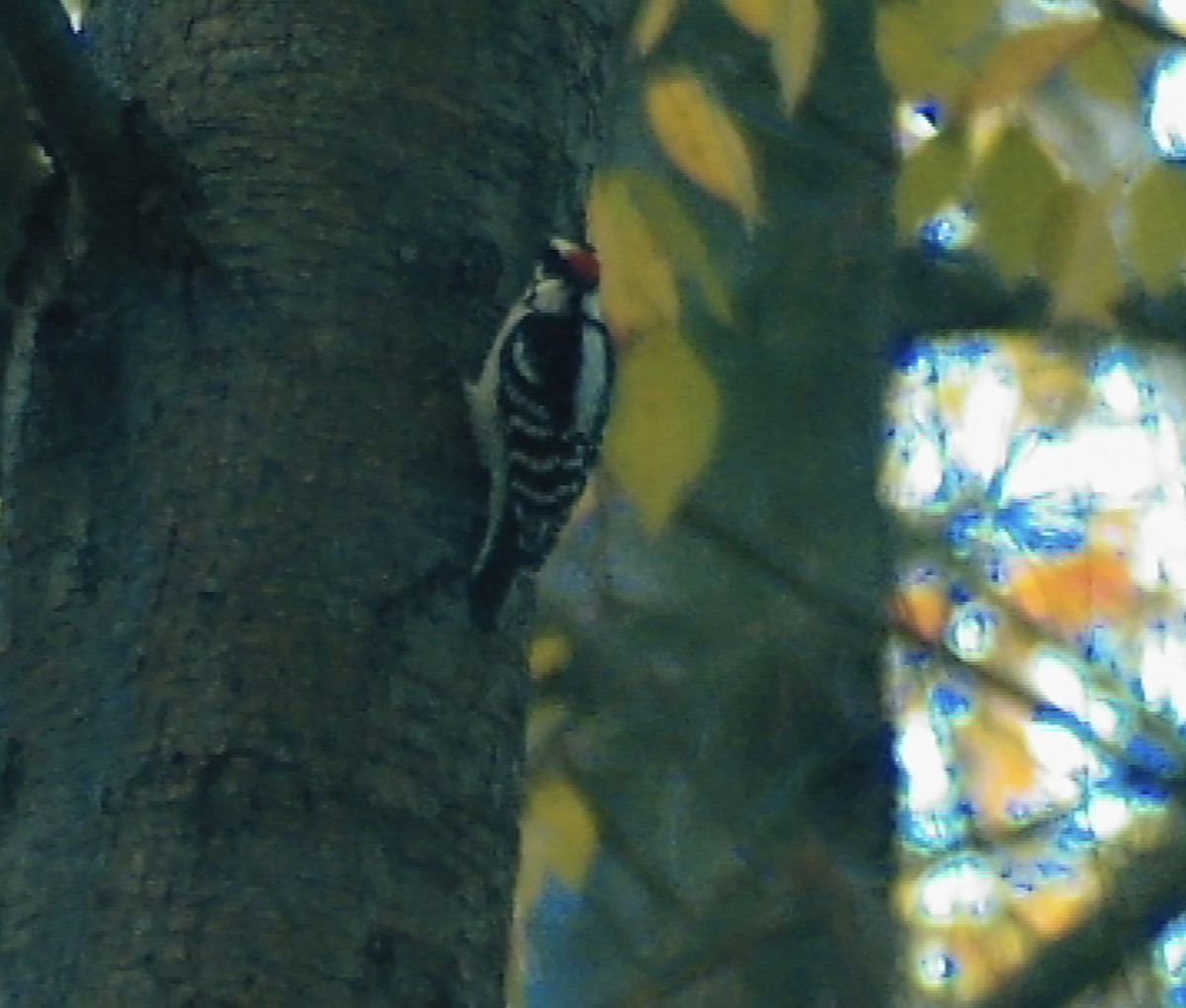 Downy Woodpecker - ML644535756