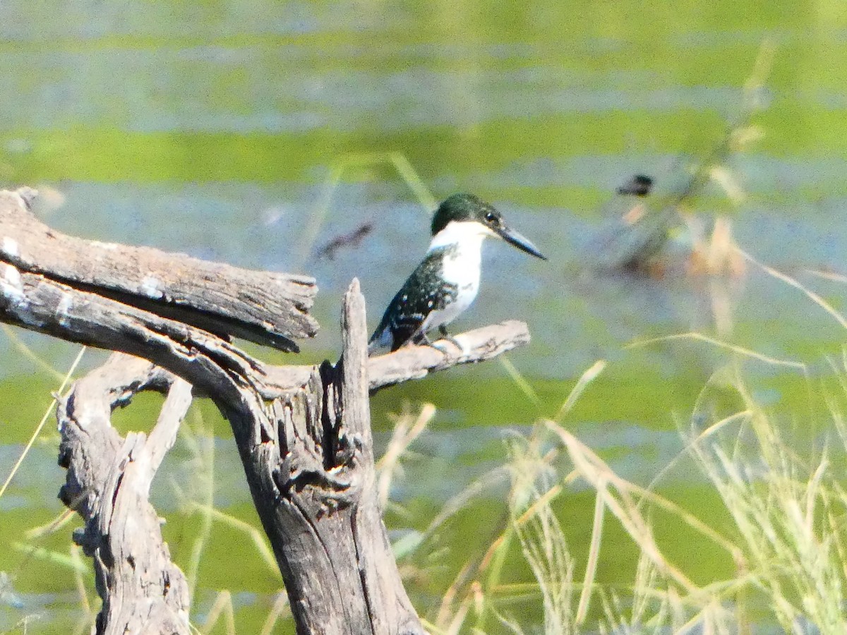 grønnisfugl - ML644535757