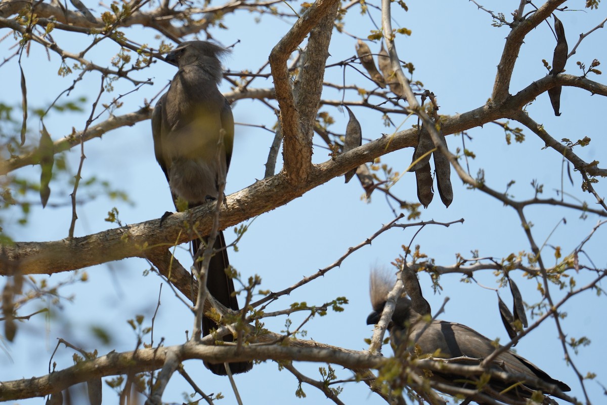 Gray Go-away-bird - ML644535770