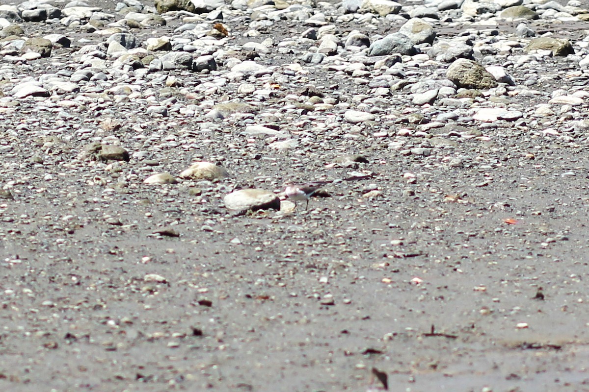 Drosseluferläufer - ML644535780