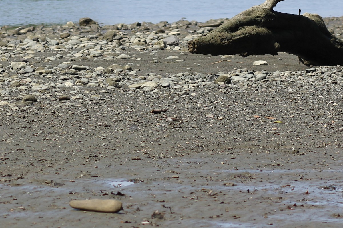 Drosseluferläufer - ML644535781