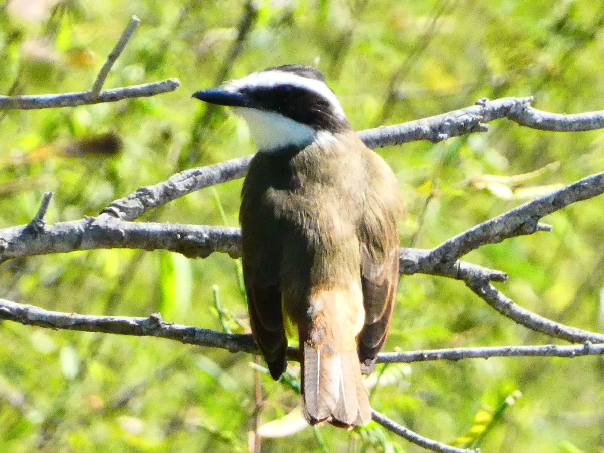 Bienteveo Común - ML644535784