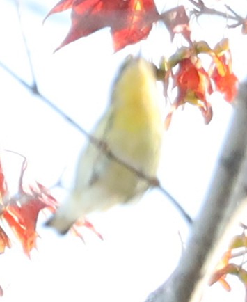 lesňáček jedlovcový - ML644535785