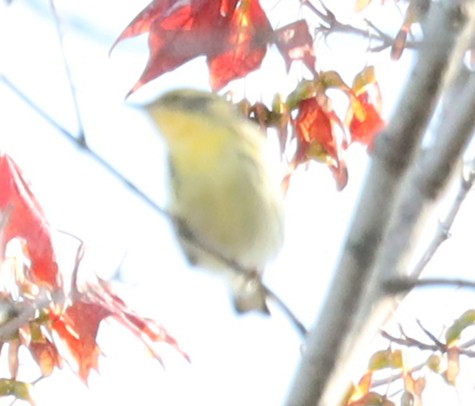 lesňáček jedlovcový - ML644535786