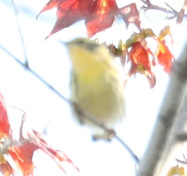 lesňáček jedlovcový - ML644535787