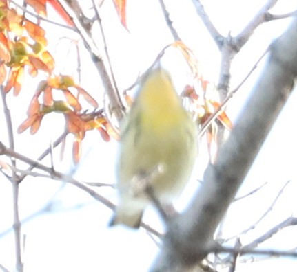 lesňáček jedlovcový - ML644535788