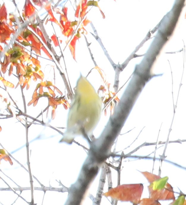 lesňáček jedlovcový - ML644535789