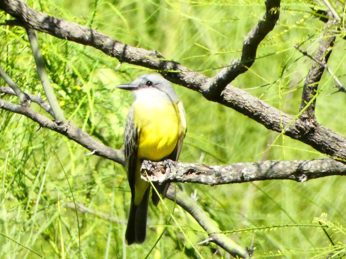 Tropical Kingbird - ML644535803