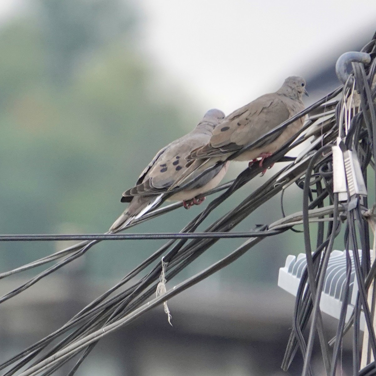 øredue - ML644535805