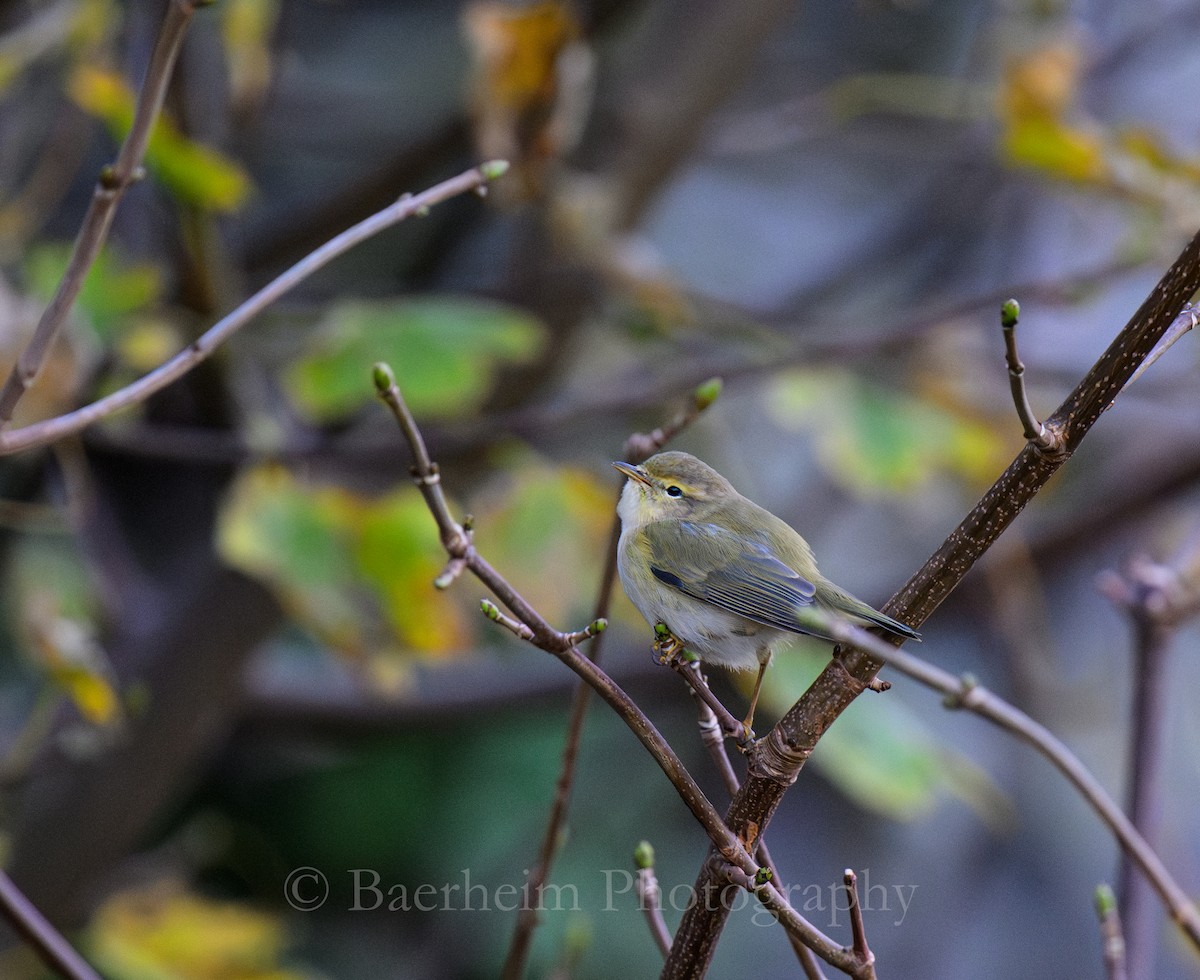 Willow Warbler - ML644535806