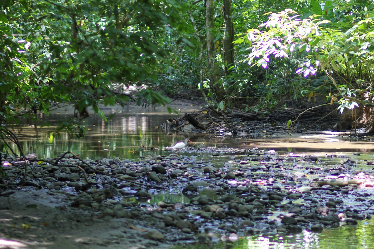 Schneesichler - ML644535807