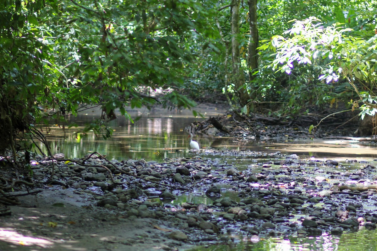 Schneesichler - ML644535808