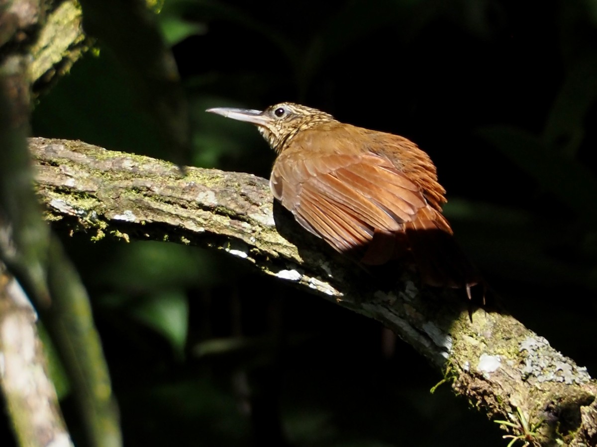 Grimpar cacao - ML644535813