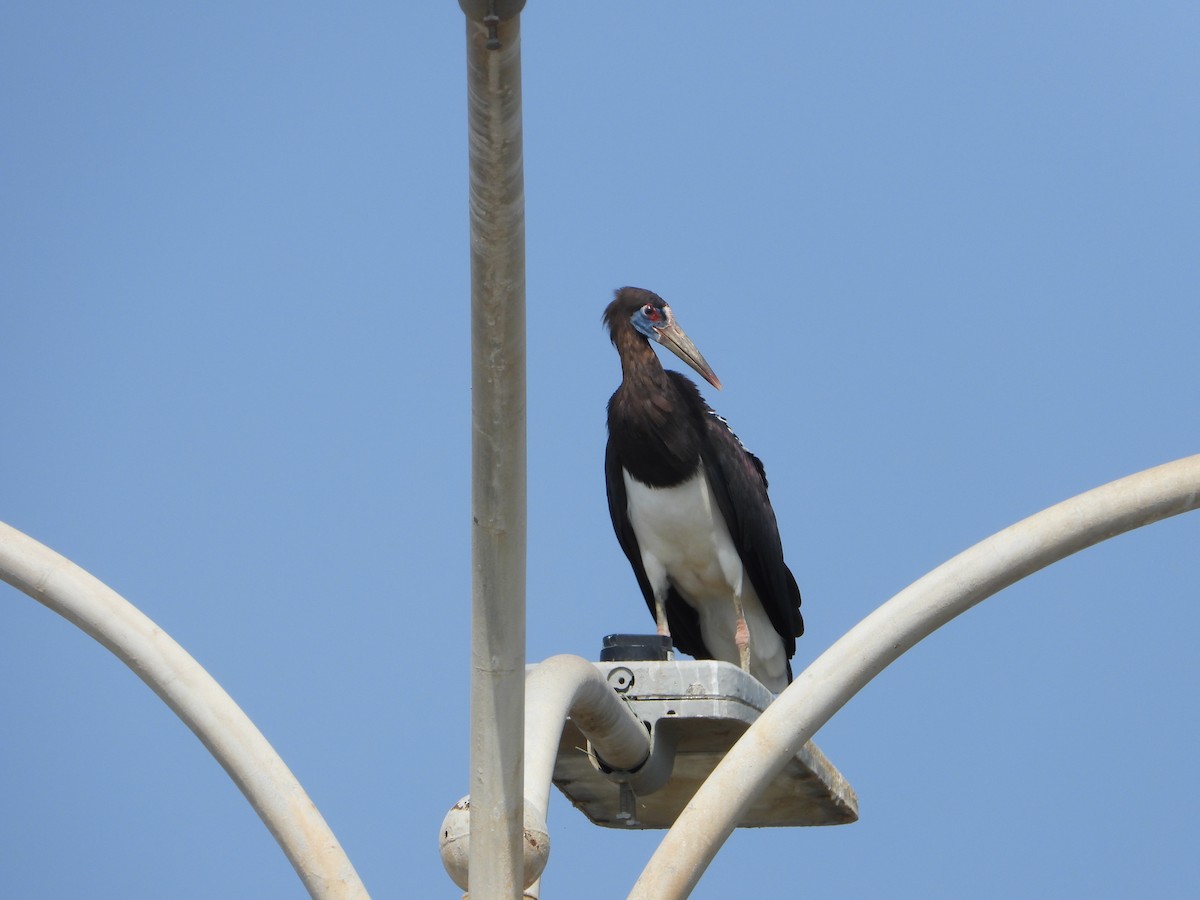 blåmaskestork - ML644535814