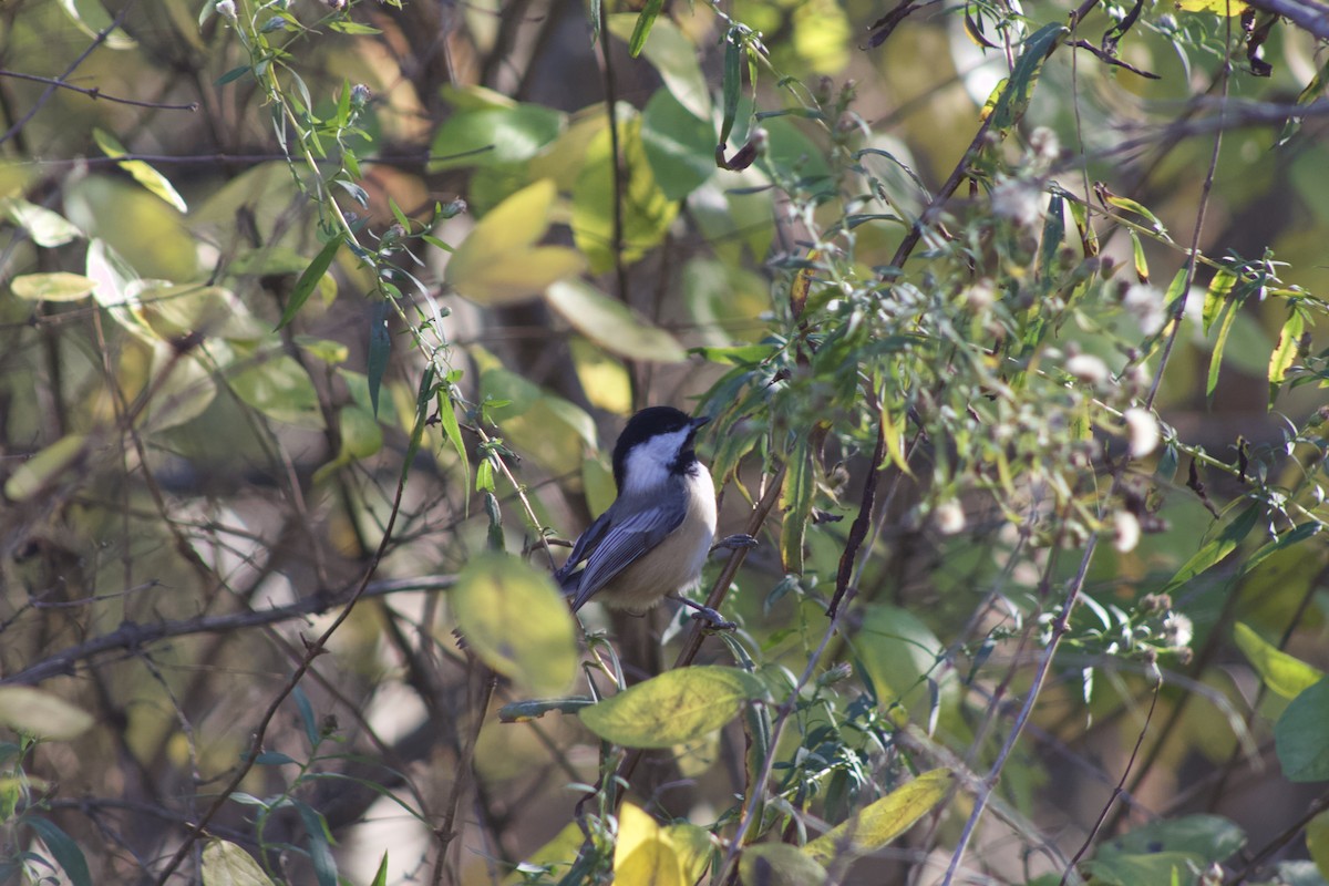 Black-capped Chickadee - ML644535816