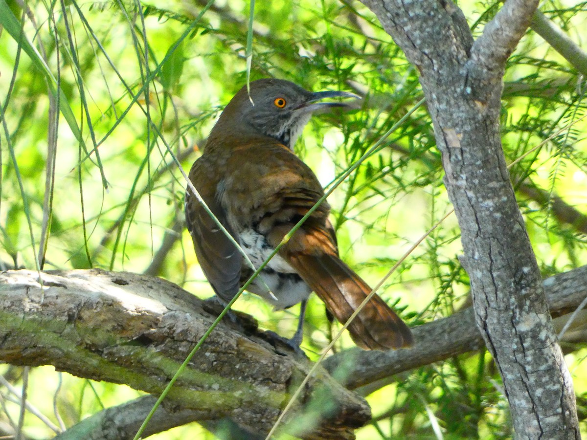 Тремблер рудий - ML644535817