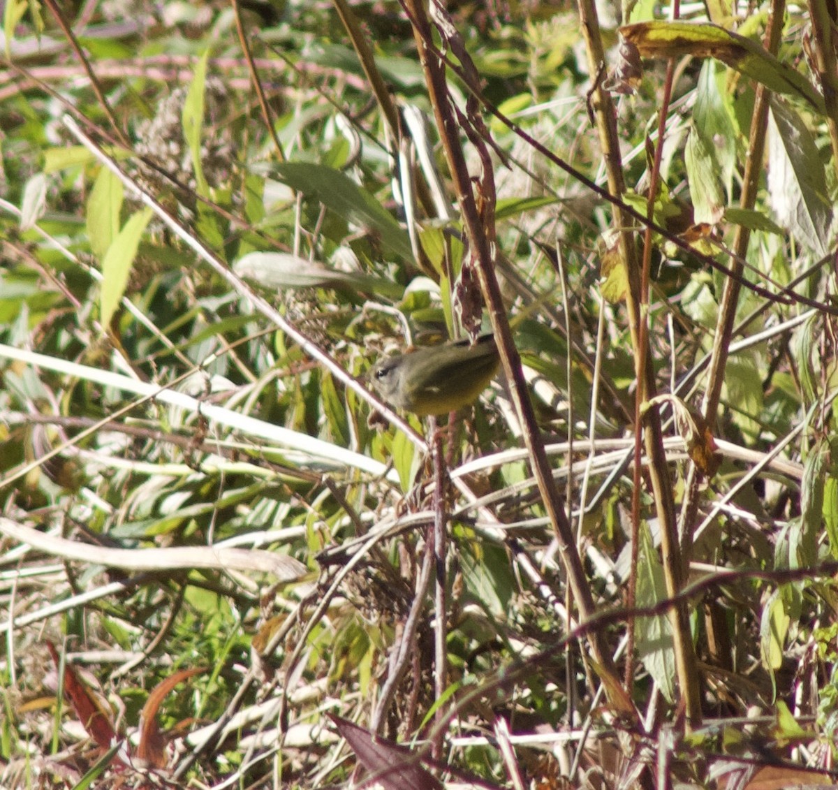 MacGillivray's Warbler - ML644535823