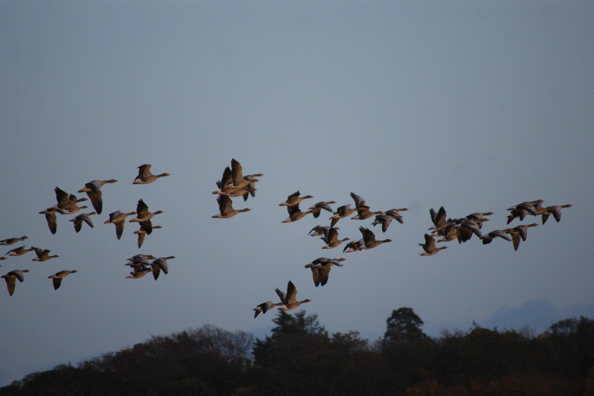 灰雁 - ML644535833