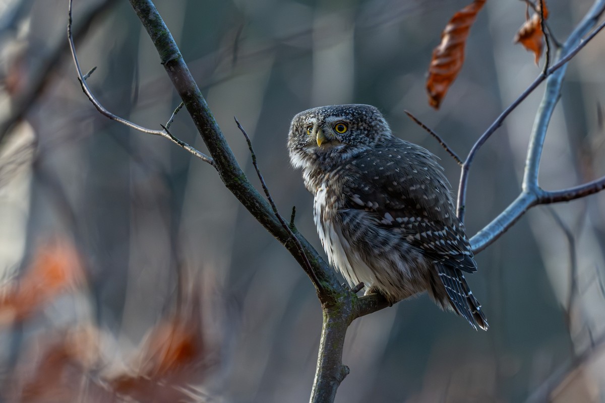 Eurasian Pygmy-Owl - ML644535836