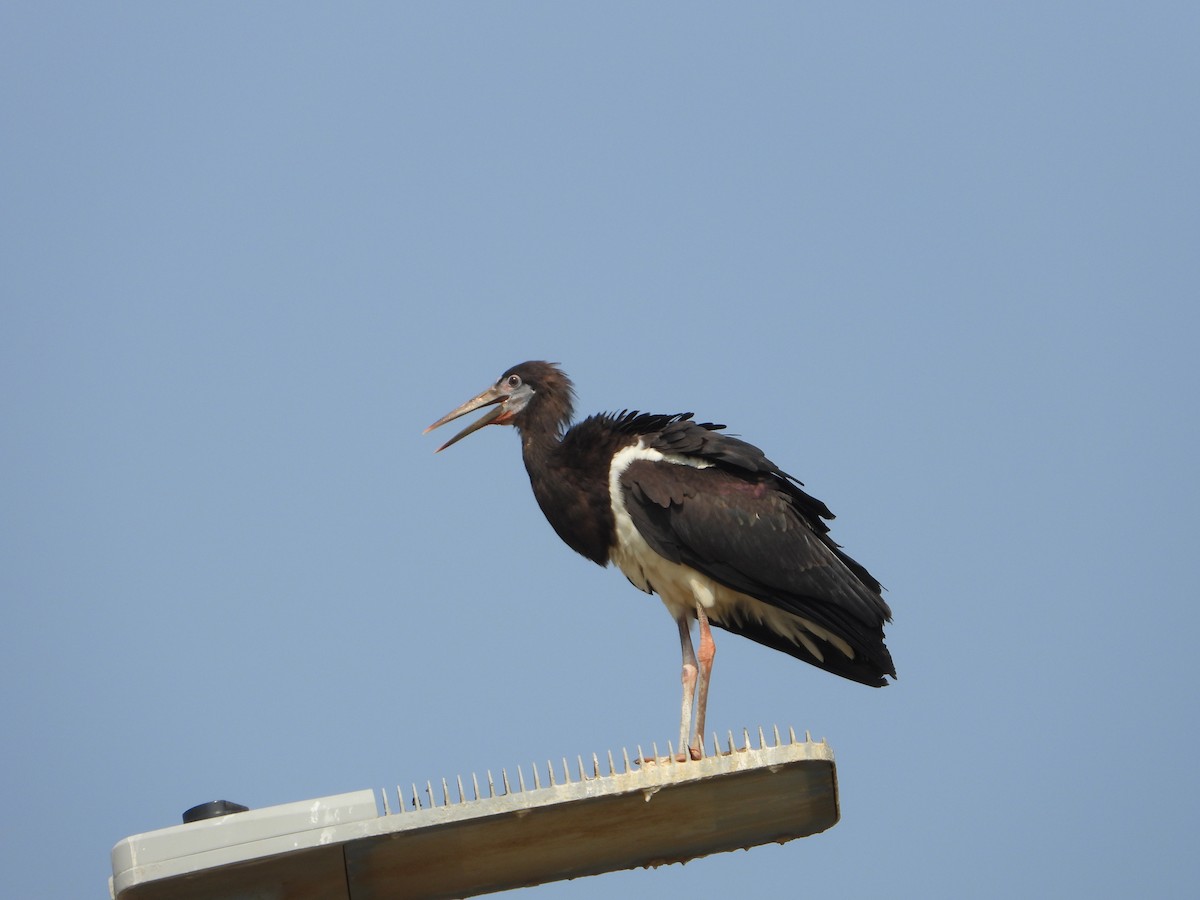 blåmaskestork - ML644535841