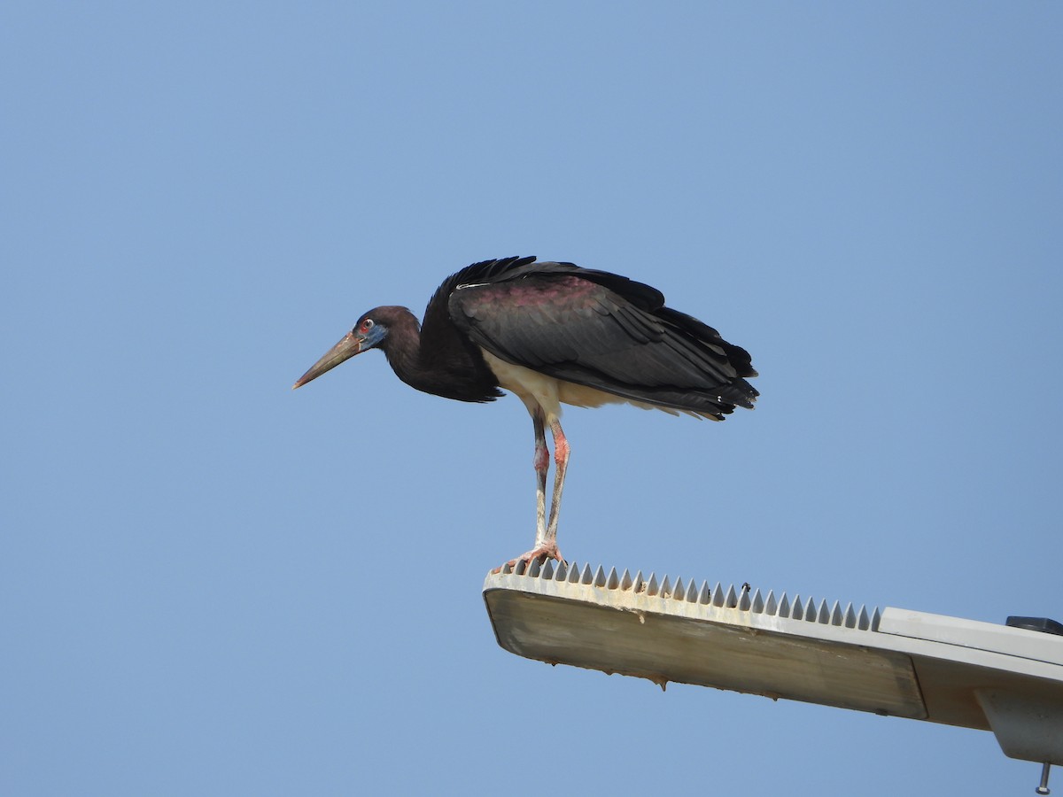 blåmaskestork - ML644535842