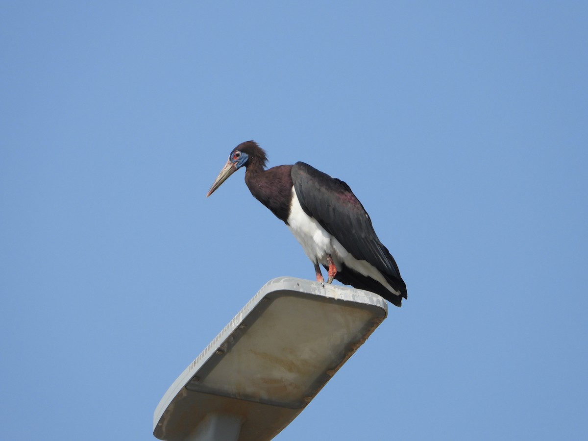 blåmaskestork - ML644535843