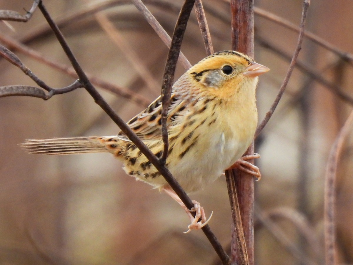 LeConte's Sparrow - ML644535844