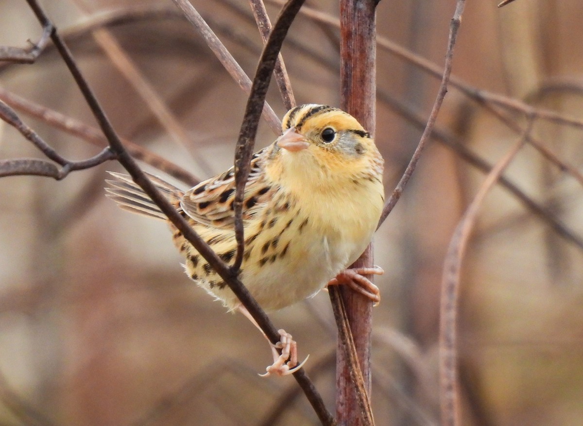 LeConte's Sparrow - ML644535845
