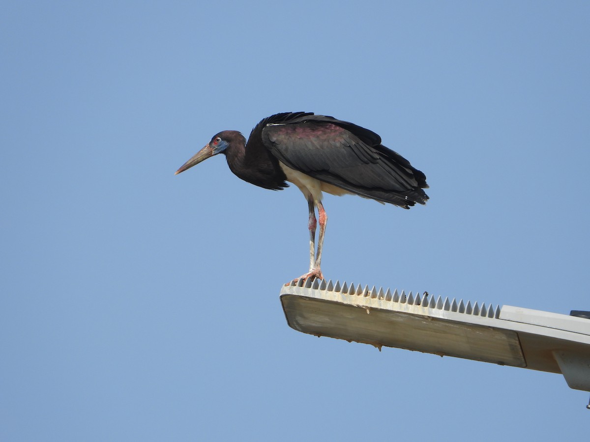 blåmaskestork - ML644535853