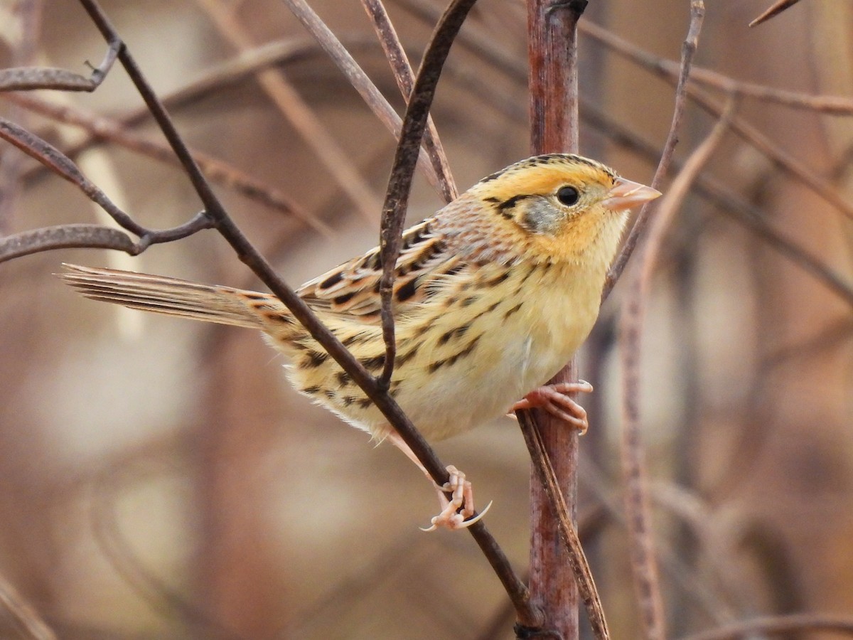 LeConte's Sparrow - ML644535855