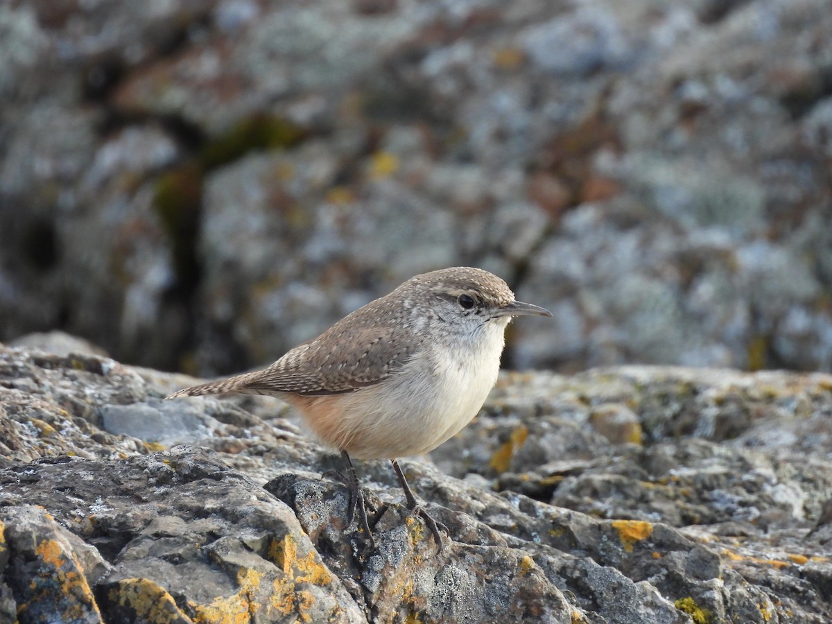 Rock Wren - ML644535858