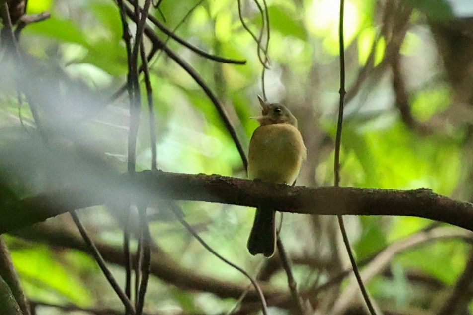 solgumptyrann (mastacalis) (gulgumptyrann) - ML644535862